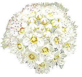 精美白色花朵3D模型