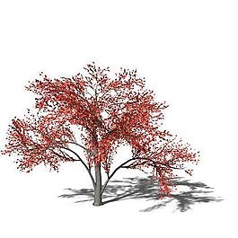 紅色樹葉樹木模型素材