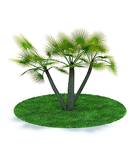戶外精美棕櫚樹3D模型