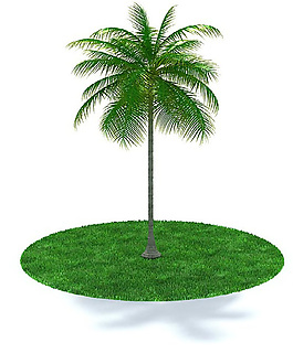 单棵棕榈树3D模型
