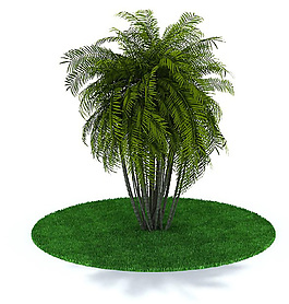 綠色棕櫚樹3D模型
