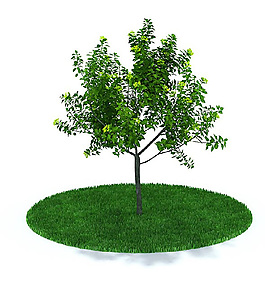 户外常见绿色树木3D模型