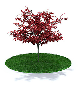 戶外常見紅葉李3D模型