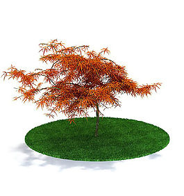 戶外精美楓樹3D模型