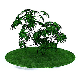 清新綠色植物3D模型