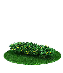 小黃花綠色植物3D模型