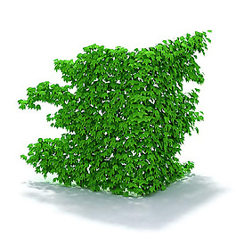 精美常春藤植物3D模型