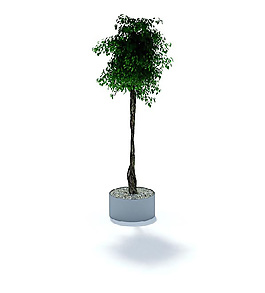 精美室内种植盆栽3D模型
