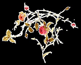 春天薔薇玫瑰