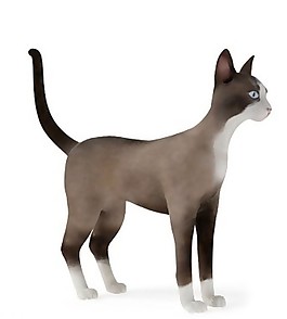 褐色站立猫咪模型素材