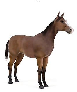 咖啡色馬模型素材