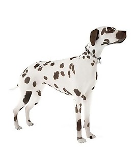 黑白斑点狗模型素材