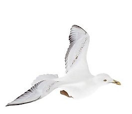 飛翔白色鳥類模型素材