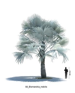 淺綠色棕櫚樹木模型素材