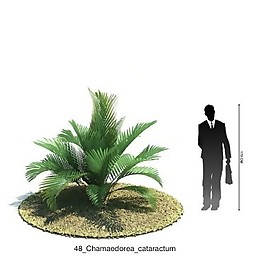 棕櫚灌木模型素材