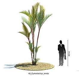 猩红椰子树模型素材
