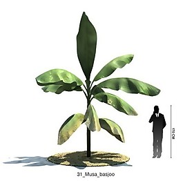 绿色芭蕉模型素材