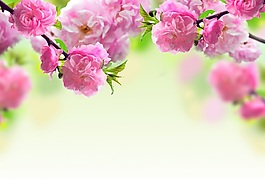 桃花背景墙素材