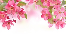 粉色花朵甜美背景素材下載