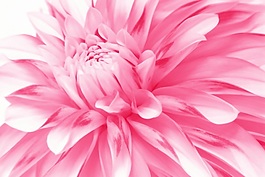 唯美粉色菊花背景墻