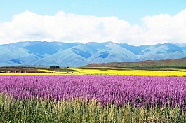 3D油菜花高山白云背景墻