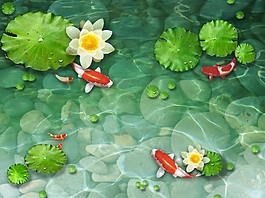 池中鯉魚覓食背景墻素材