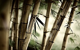 中式風竹林