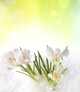 素雅小花朵室內移門創(chuàng)意畫