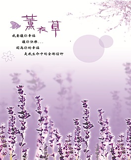 薰衣草效果圖下載