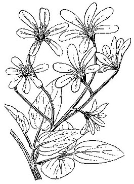 中式圖案花邊黑白花卉