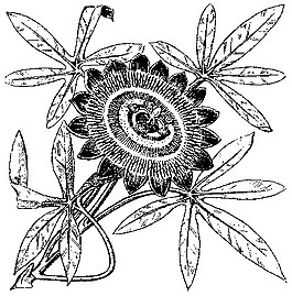 中式图案花边黑白图白描花卉