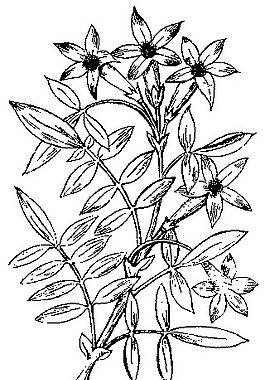 中式图案花边黑白图白描花卉