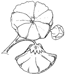 中式圖案花邊黑白圖牽?；?/>
                            </a>
                            <div   id=