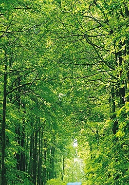 林间小路瓷砖背景墙带路径