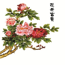花開富貴