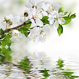 梨花裝飾畫效果圖