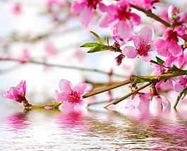 水中桃花裝飾畫效果圖