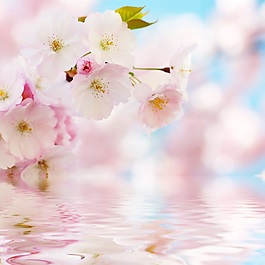 梨花裝飾畫素材