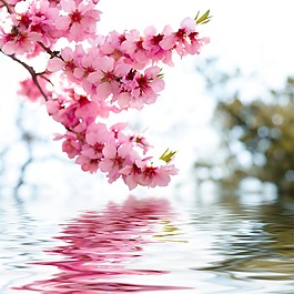 水中桃花裝飾畫效果圖