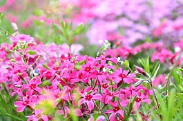 浪漫花草裝飾畫素材