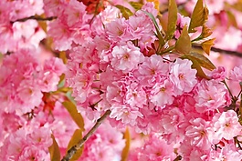 浪漫桃花裝飾畫效果圖