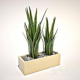 个性盆栽3d模型
