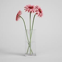 粉色雛菊模型素材