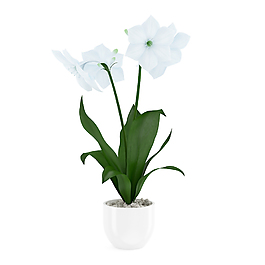 白色花朵模型素材