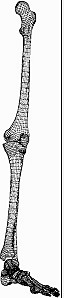 動畫三維腿骨腳骨設計圖