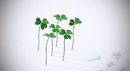 四葉草植物模型