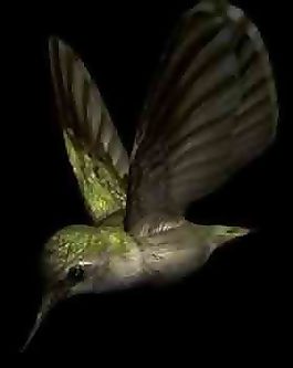 3D啄木鳥模型下載