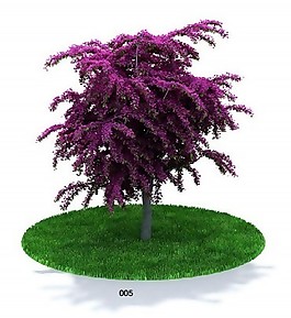 樹木模型