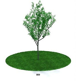 绿叶植物模型