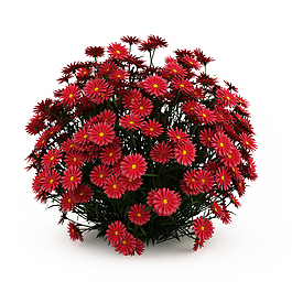 紅色花卉模型圖